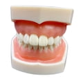 thumbnail image 4 of Modelo de diente estándar,Cepillado de enseñanza del modelo de diente estándar,Modelo de estudio de dientes suministros para niños adultos estándar,Modelo de dientes de demostración, 4 of 8