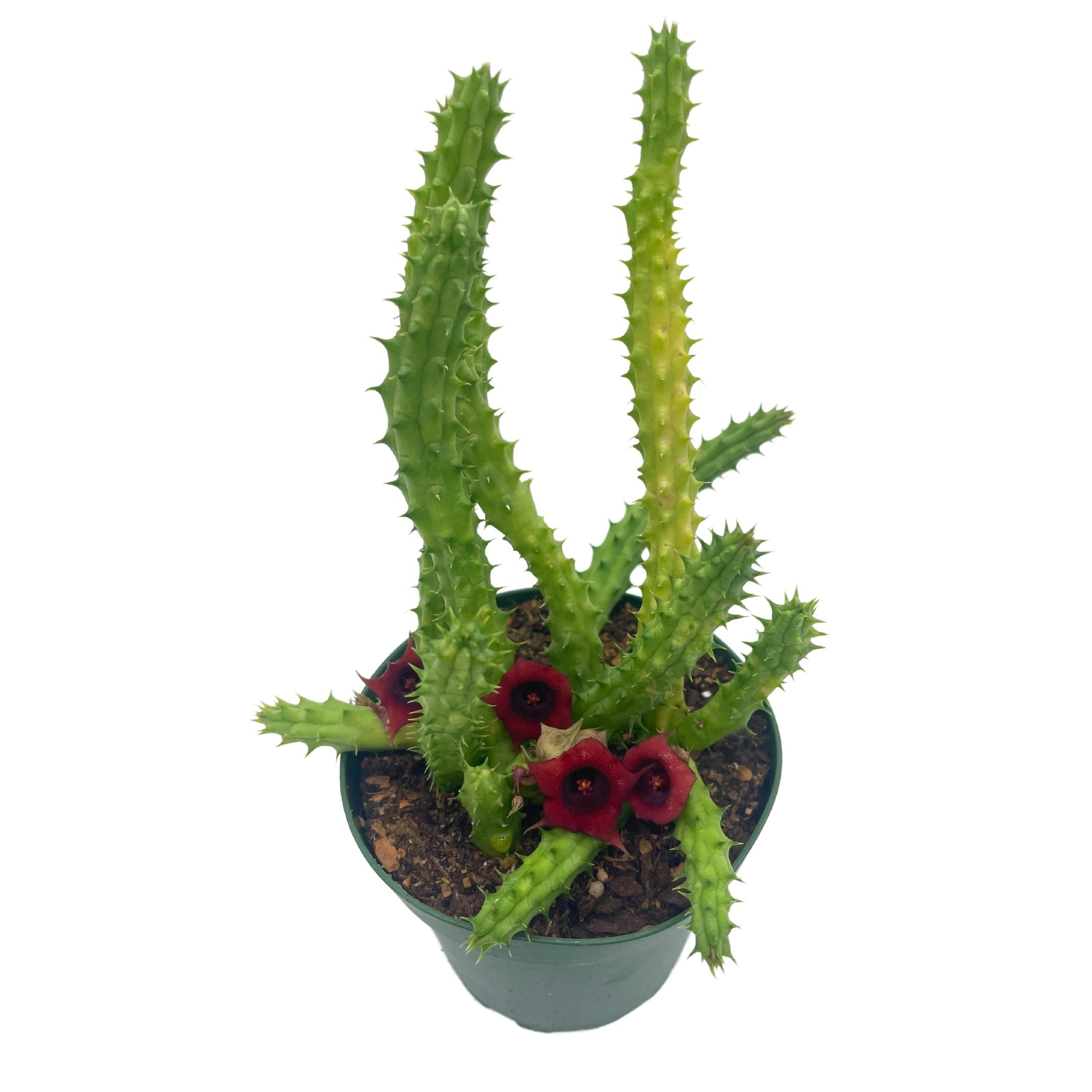 huernia "red dragon" stapelia cactus / huernia penzigii / cactus plant with  roots / beginner cactus / red dragon plant starts, 4 inch