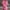 Pink, variant on Xysaqa Women's Swimsuit Cover Up Shirt Dress, Women Button Up V-Neck Linen Tank Dress Bikini Beachwear Bathing Suit Beach Dresses S-XXL