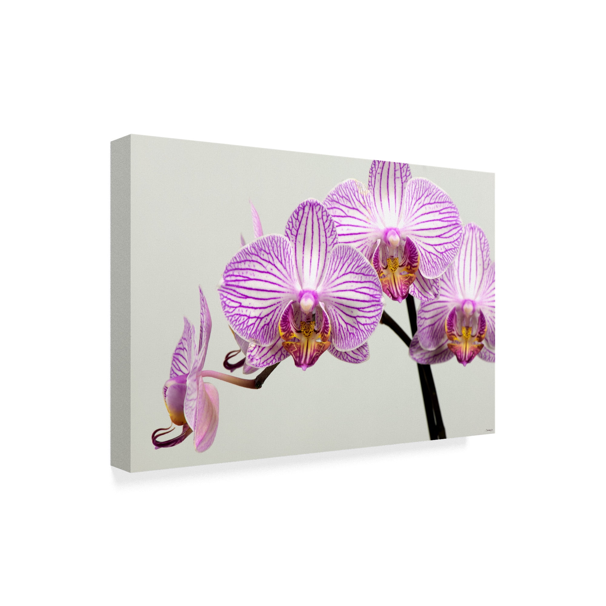Trademark Fine Art 'Orchid Group' Canvas Art by Gordon Semmens