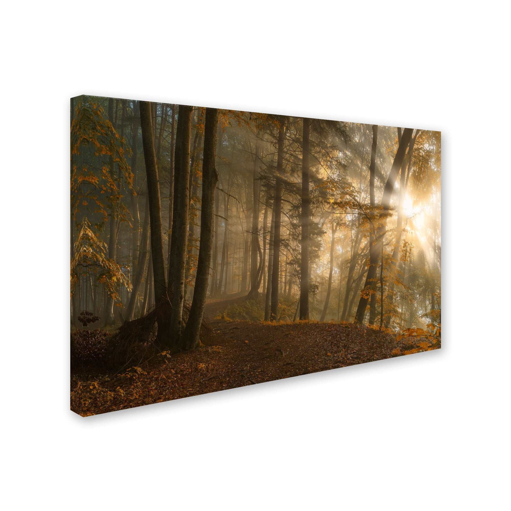 Norbert Maier 'Forest Light' Canvas Art