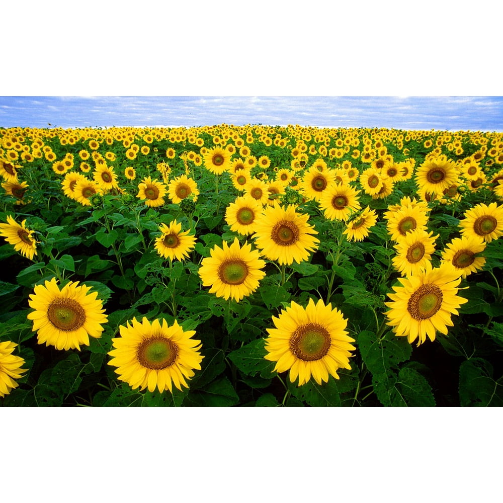 Framed Art for Your Wall Sunflower Sunflower Field Field Flora Flowers 10x13 Frame