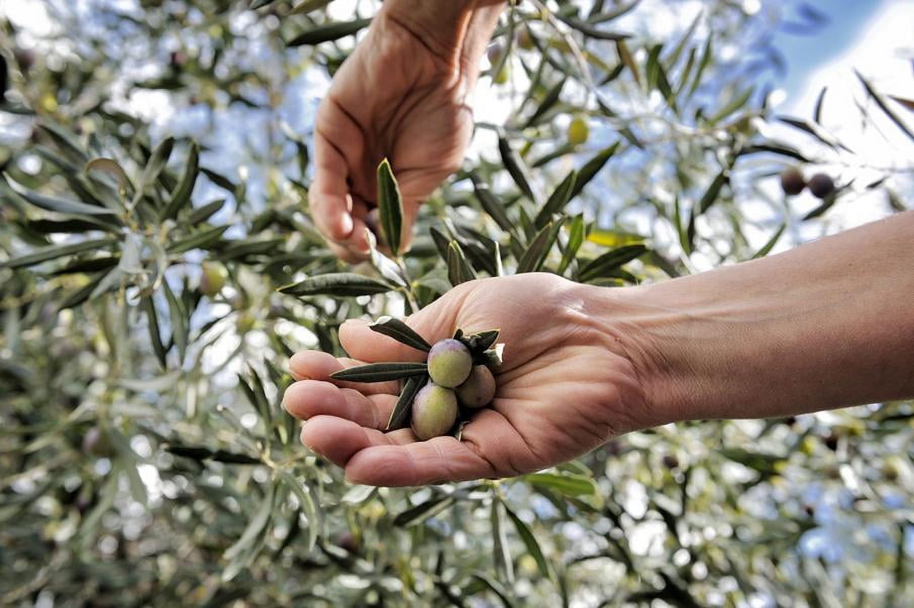 Extra Virgin Olive Oil - Gentili - Amphoras bottle 500ml