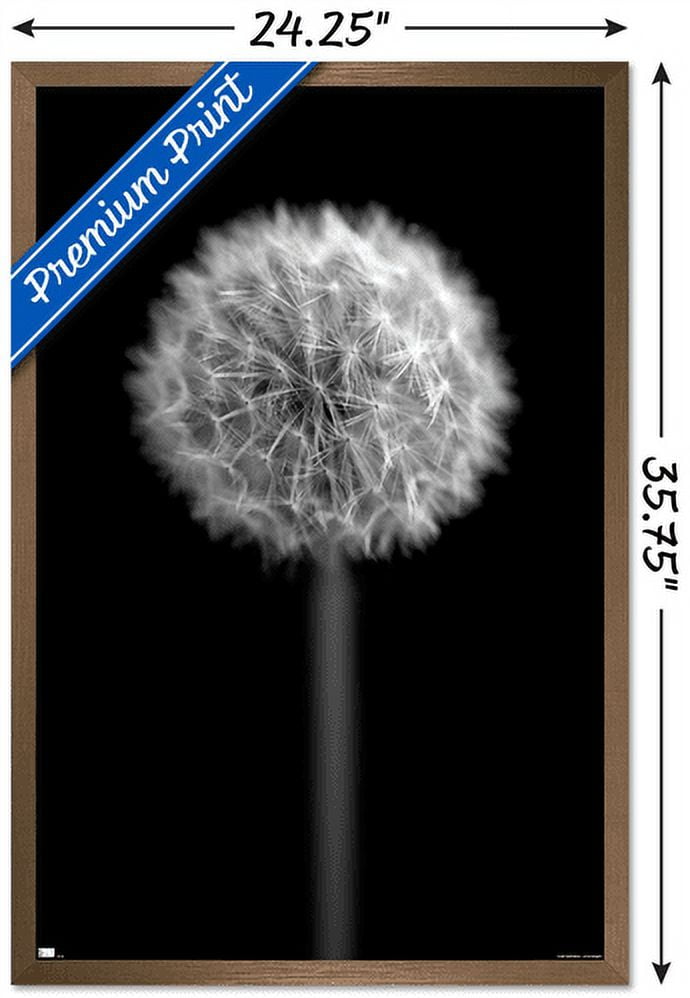 Tom Quartermaine - Black and White Dandelion Wall Poster, 22.375" x 34", Framed
