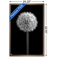 thumbnail image 3 of Tom Quartermaine - Black and White Dandelion Wall Poster, 22.375" x 34", Framed, 3 of 3