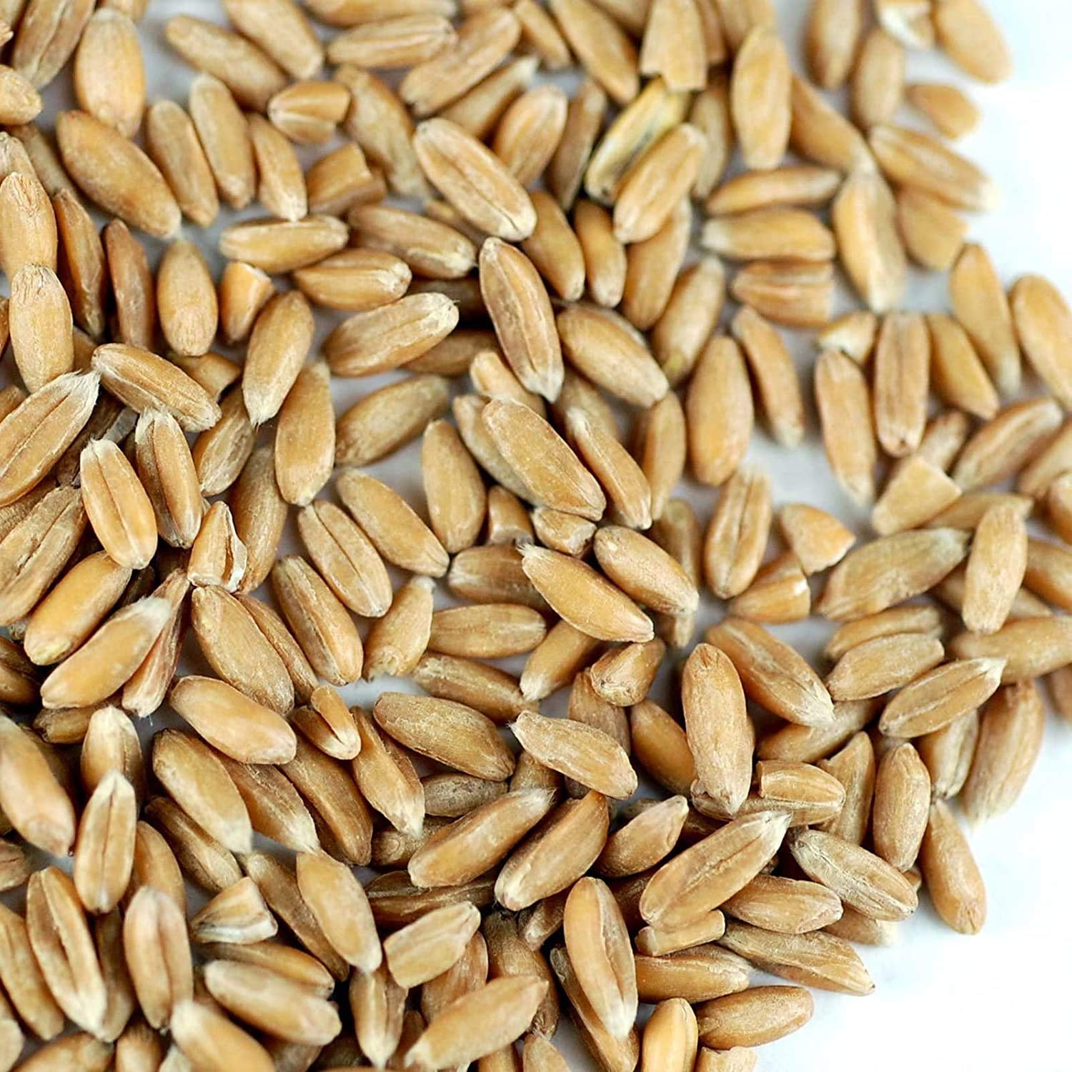 Handy Pantry Organic Spelt Grass Seeds, 35 lbs - High Germination Rate, Non-GMO