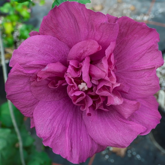 Proven Winners ColorChoice 5" Purple Magenta Chiffon Rose of Sharon Live Plant in 4.5" Pot (4 Count)