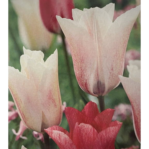 Karate Triumph Tulip 5 Bulbs - 12/ cm Bulbs