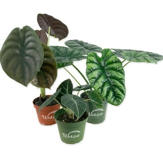 efeutute global green Epipremnum Global Green – www.augi-plants.lv main image 1