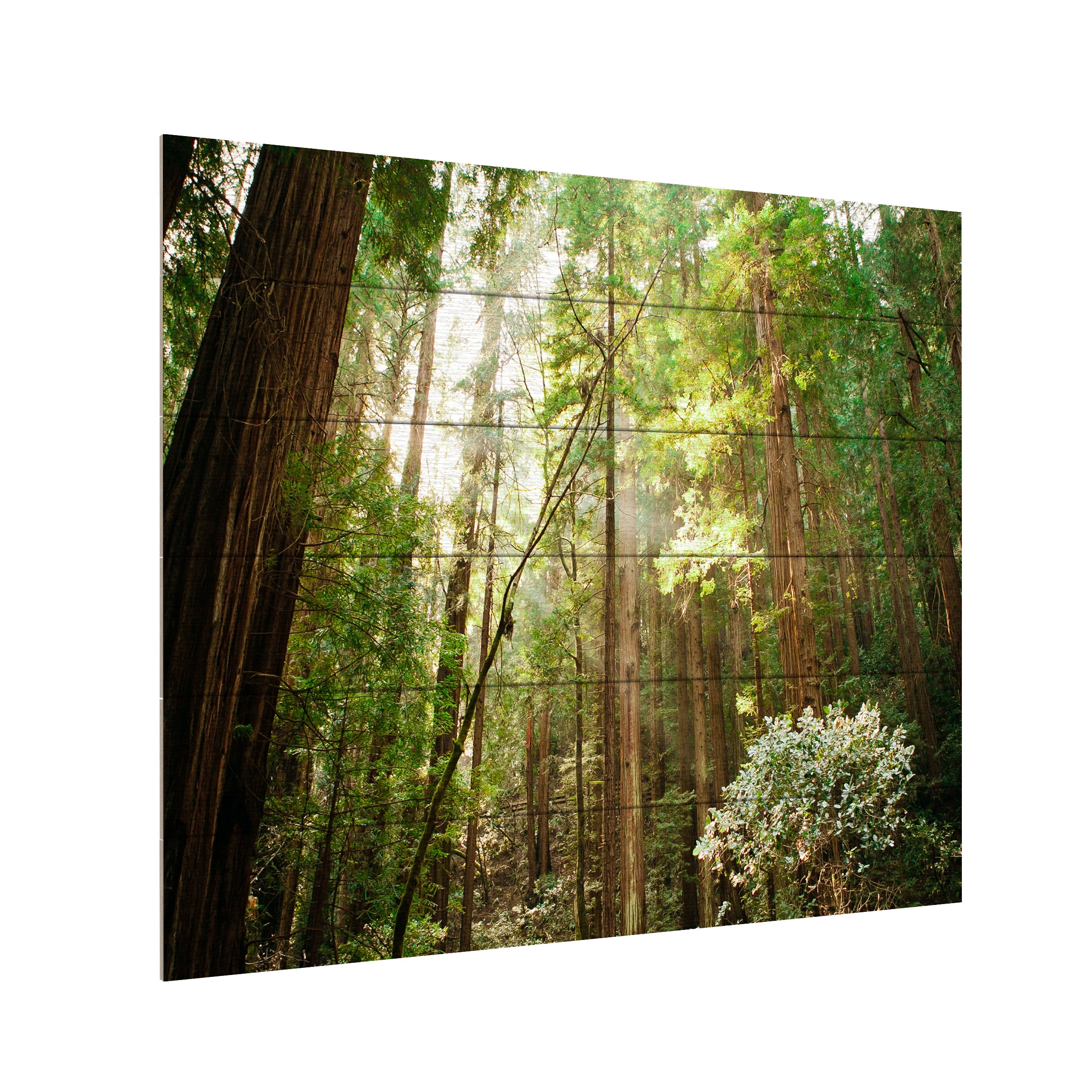 Trademark Fine Art 'Muir Woods' Wooden Wall Art Art by Ariane Moshayedi