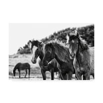 Trademark Fine Art 'Horses Three' Canvas Art by Aledanda