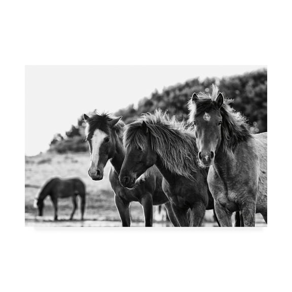 Trademark Fine Art 'Horses Three' Canvas Art by Aledanda