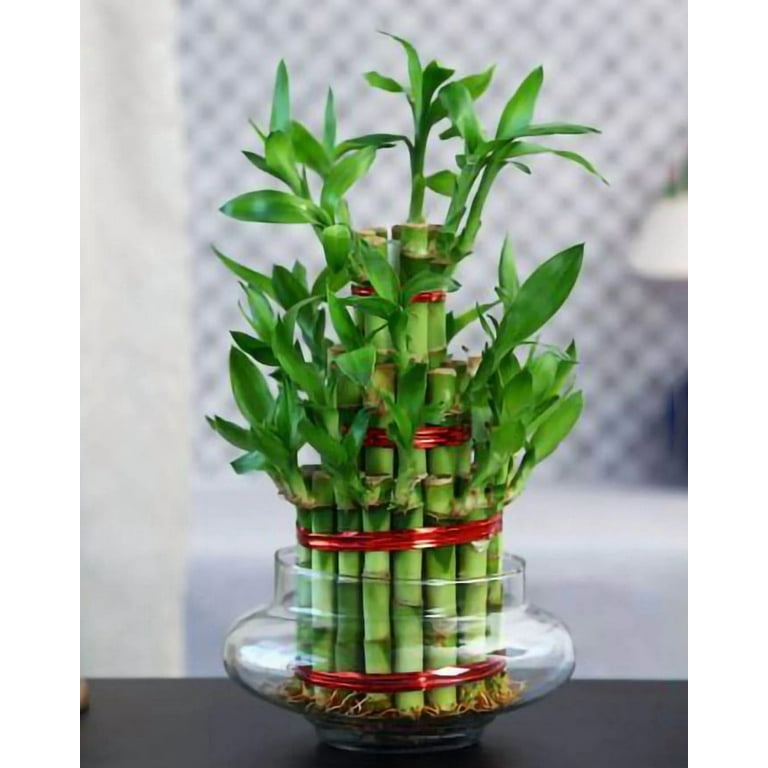 aglaonema brilliant beauty Buy Aglaonema Brilliant main image 1