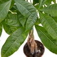 thumbnail image 3 of Money Tree 'Guiana Chestnut' Pachira Braid Live Plant for Indoor | Different Houseplants in 4'' & 6'' Pot | Real House Plant for Living Room, Office, Desk & Bathroom |, 3 of 6
