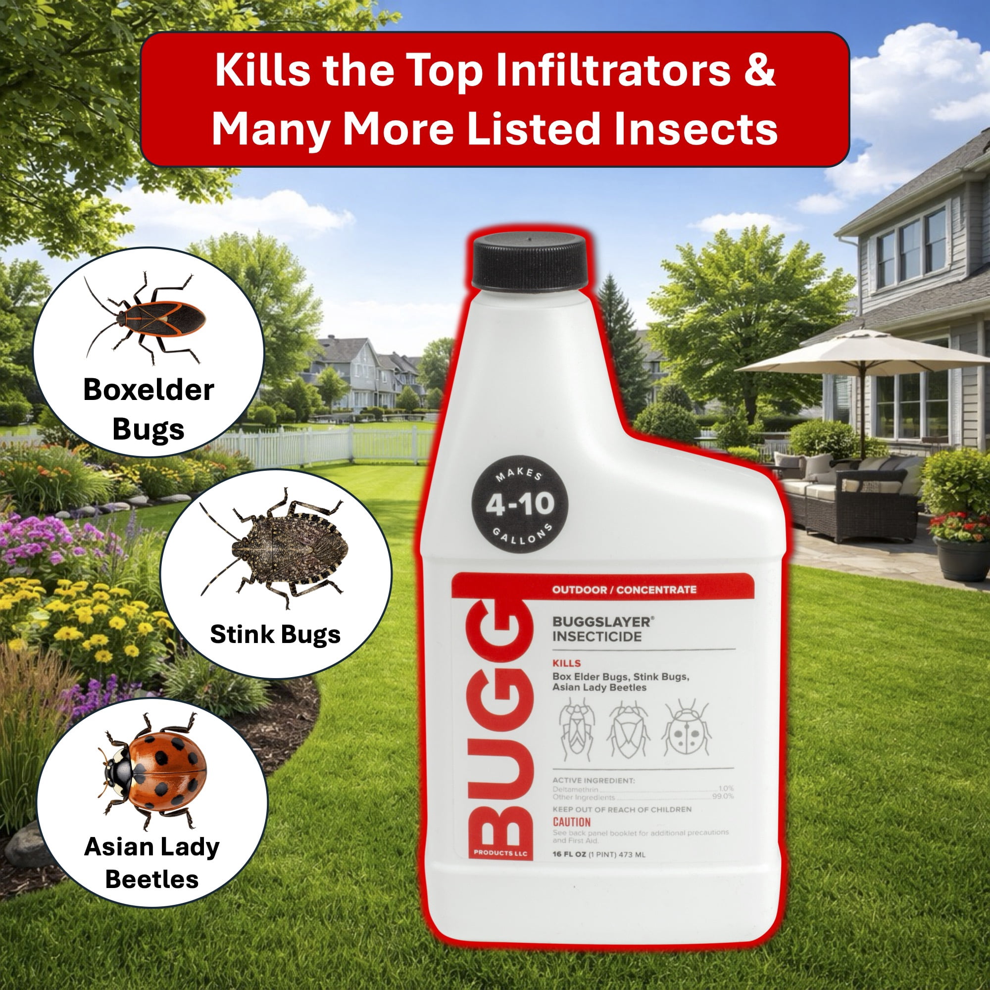 BUGGSLAYER Insecticide - Concentrate - Outdoor Box Elder Bugs, Stink Bugs, Asian Lady Beetles - 16 oz Bottle