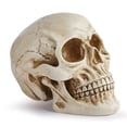 thumbnail image 5 of Modelo de cráneo humano de tamaño natural 1:1 - Modelo de réplica de cráneo humano realista de Halloween - Accesorios de decoración de cabeza de cráneo humano de resina, 5 of 5