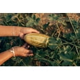 thumbnail image 4 of 50 Seeds BANANA MELON Fruit Cucumis Melo Seeds, 4 of 6