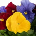 thumbnail image 2 of Expert Gardener 6" Multicolor Pansy Live Plants in 1.5GAL Hanging Basket Full Sun, 2 of 7