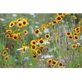 thumbnail image 3 of Semi-Dwarf Plains Red Coreopsis Flower Seeds for Planting, 1500+ Seeds Per Packet Non GMO & Heirloom Seeds, Scientific Name Coreopsis tinctoria, Great Home Flower Garden Gift, 3 of 7