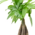 thumbnail image 3 of Arcadia Garden Products Live Money Tree in 4.5" Tropico Leaf, Green, 3 of 4