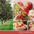 thumbnail image 3 of Yankee Candle Scent Plug Refill, Macintosh (Pack of 4), 3 of 8