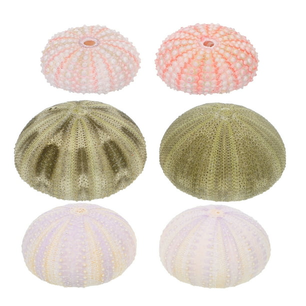 6 piezas de decoración de erizos de mar para acuario, adornos de escritorio, estilo variado