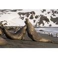 thumbnail image 2 of Paulson, Don 32x23 Black Ornate Wood Framed with Double Matting Museum Art Print Titled - South Georgia Island Elephant seals fighting, 2 of 4
