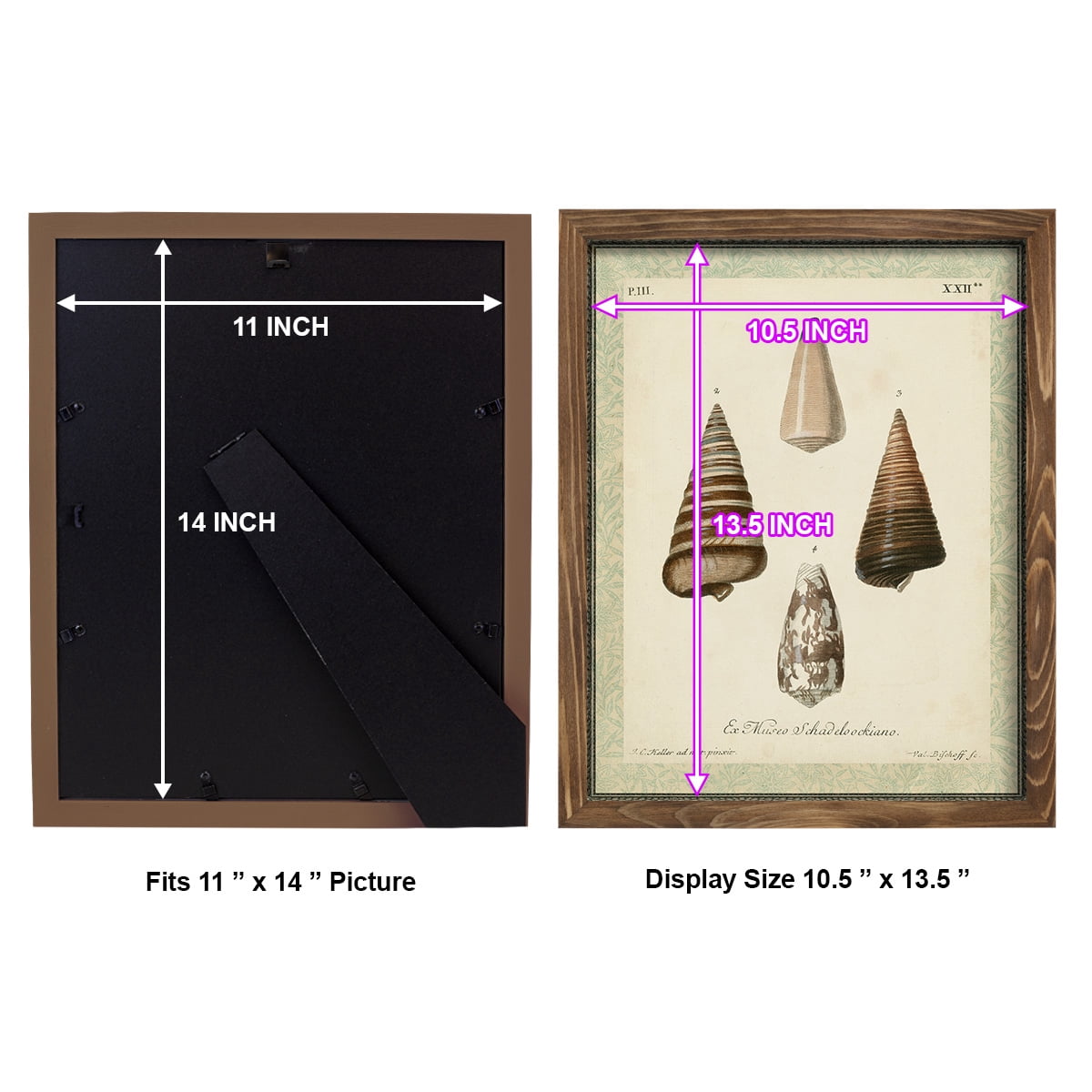 Bookplate Shells VI - Framed Print w/glass - Walnut