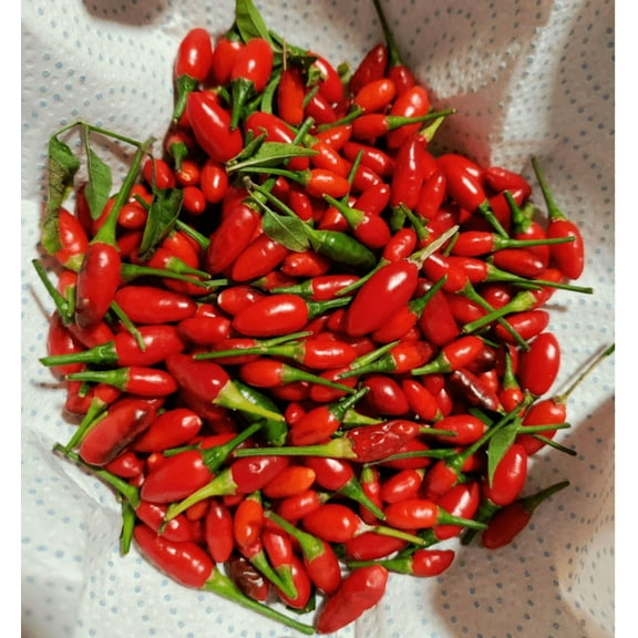 100 Pequin Chili Pepper Seeds for Planting,  Hot Bird Pepper Seeds Red Peppers Vegetable Seeds