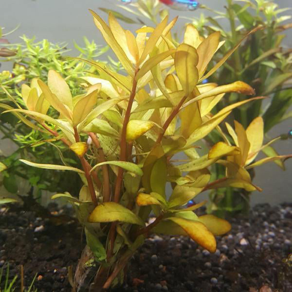 Nesaea Pedicellata (Golden) Bunch Live Aquarium Plants BUY2 GET1 FREE - image 3 of 12