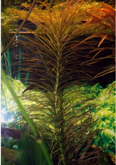 Eusteralis Stellata Pogostemon Live Aquarium Plant – Fresh Live Aquatic Stem Plant for Planted Fish Tanks