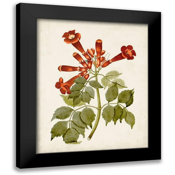 Unknown 12x14 Black Modern Framed Museum Art Print Titled - Vintage Flowering Trees VI