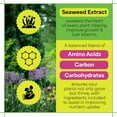 thumbnail image 3 of Sea Grow Kelp Fertilizer - 1.5lbs of 16-16-16 Water-Soluble, All-Purpose Plant Food - Nutrient-Rich, Seaweed Fertilizer - Outdoor & Indoor Plant Food, 3 of 5