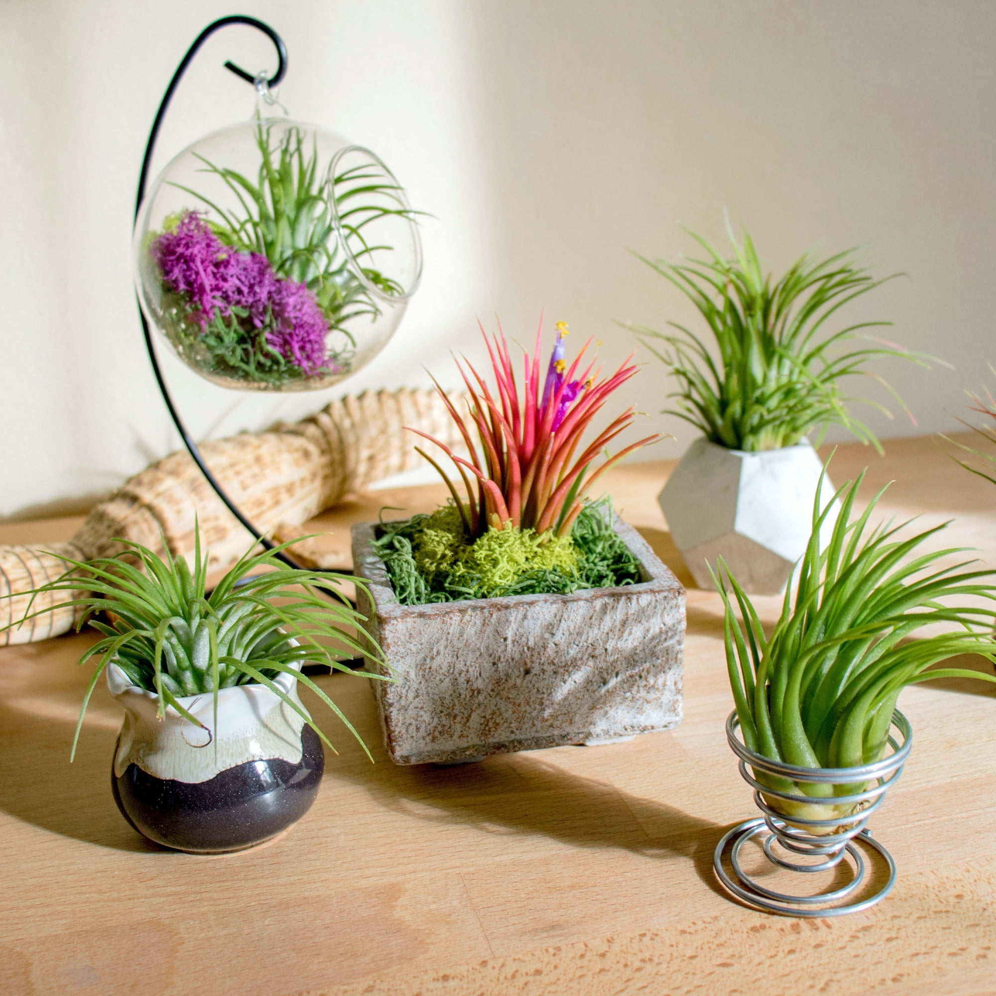 Altman Plants 5" Tillandsia Live Plants Terrarium (5 Count)