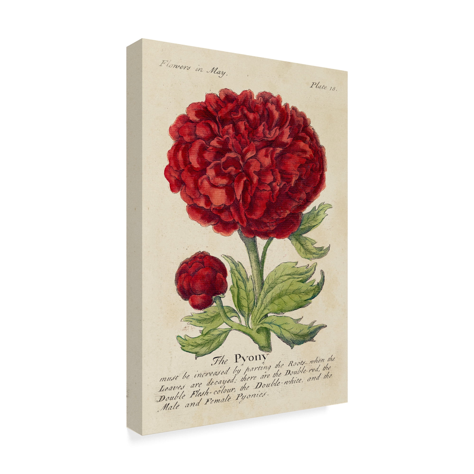 Trademark Fine Art 'Gardeners Guide III' Canvas Art by Unknown