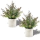 thumbnail image 1 of [ Paquete de 2 Plantas Artificiales de Eucalipto 24 cm Moradas ], 1 of 9