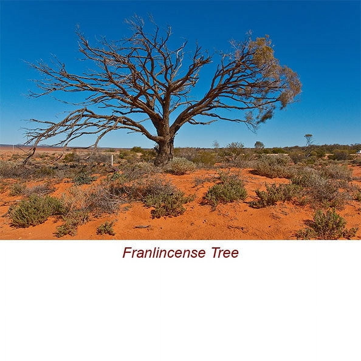 Frankincense Organic Essential Oil 5 ml (1/6 fl oz) - 100% Pure and Natural by Silky Scents