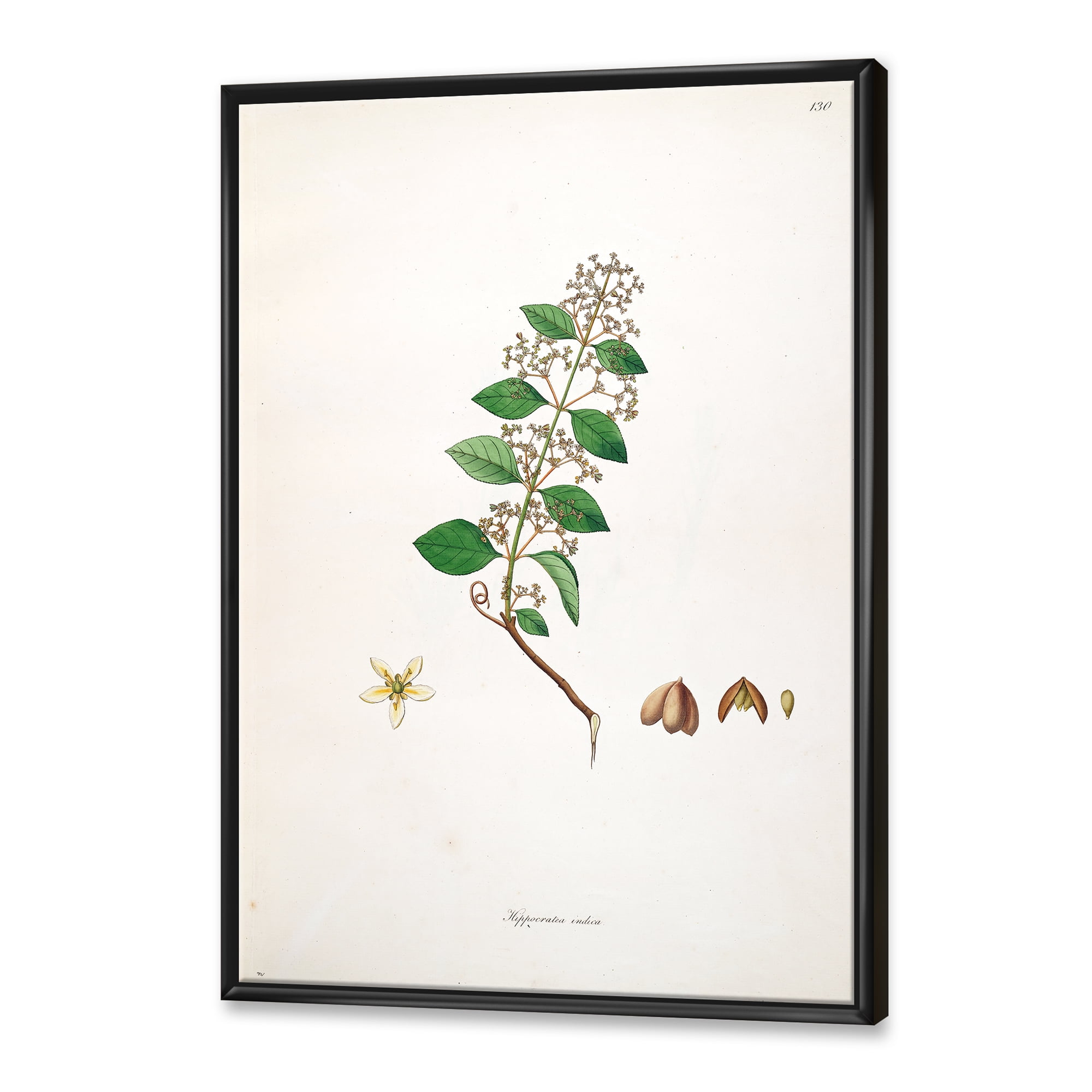 Designart 'Ancient Botanicals I' Farmhouse Framed Canvas Wall Art Print