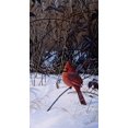 thumbnail image 2 of Goebel, Wilhelm 15x24 White Modern Wood Framed Museum Art Print Titled - Roadside Cardinal, 2 of 4