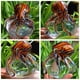 thumbnail image 5 of Figura decorativa de pulpo de cristal EUSTUMA para pecera y acuario, 5 of 7