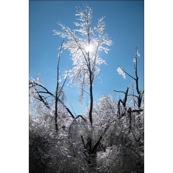 24"x36" Gallery Poster, A lone tree among many survives the aftermath of an ice storm that hit St. Joseph Missouri, December 2007