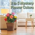 thumbnail image 2 of Tropical Plants of Florida Multicolor Hibiscus Bush, 24–28 in Tall, 3 Gallon Pot, Full Sun, 2 of 5