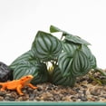 thumbnail image 4 of Plantas de Terrario de Bargains Únicos con Aspecto Natural Escondites Accesorios de Tanque de Dragón Barbudo Mejoran el Hábitat de Reptiles Plantas de Terrario Verdes, 4 of 7