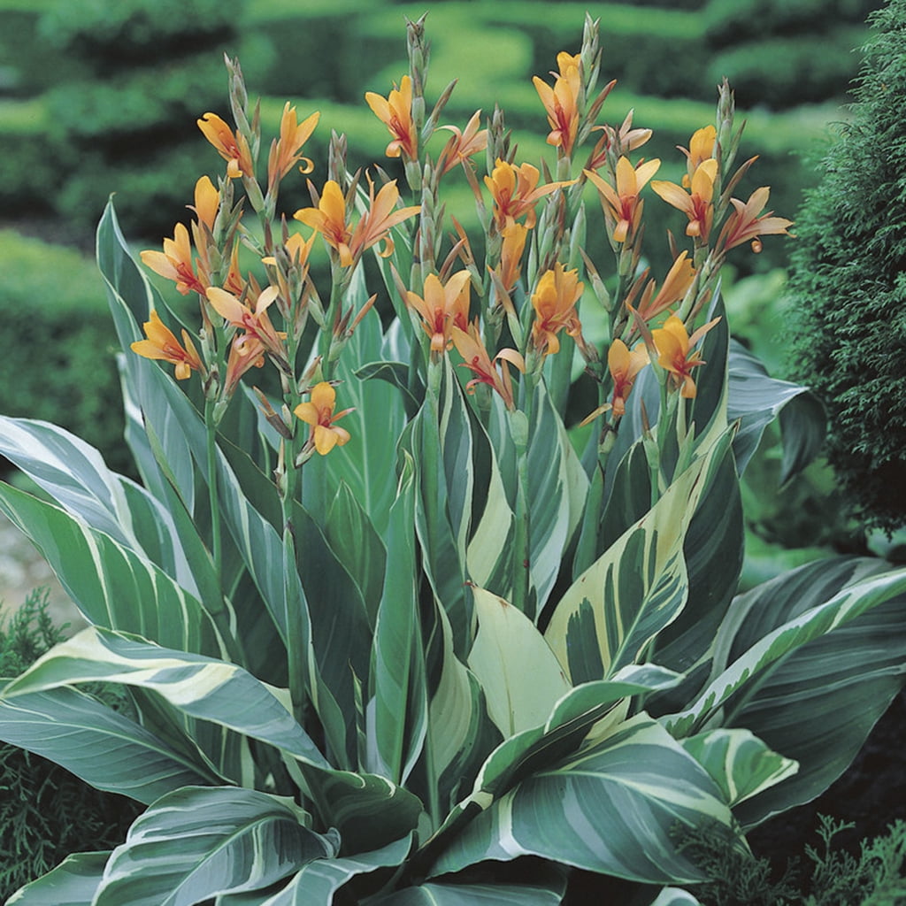 Van Zyverden Giant Cannas Stuttgart 5 Bulbs Orange Full Sun Annual Deer Resistant