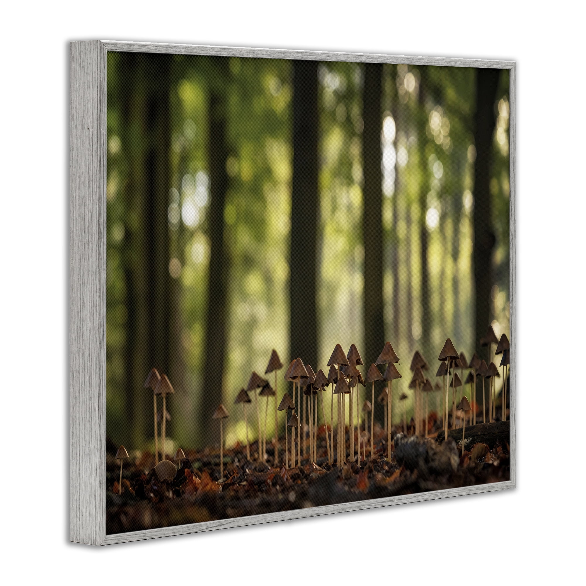 Stupell Industries Mushroom Sprouts in Forest Botanical & Floral Photography Gray Framed Art Print Wall Art, 20 x 16