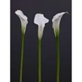 thumbnail image 3 of Frank, Assaf 15x18 Black Modern Framed Museum Art Print Titled - Three Calla Lily flowers, 3 of 5