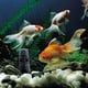thumbnail image 3 of Decoración de acuario, juego de 3 adornos acuáticos, adornos de resina para acuario, adorno de piña no tóxico, accesorios para pecera, 3 of 5