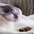 thumbnail image 1 of 3PCS Gato Bozal Anti-Bite Anti-Llamado Gato Boca Cubierta Transparente Gato, 1 of 8