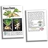 thumbnail image 6 of Sugar Beet Seeds for Planting - 100+ Non-GMO Heirloom Seeds, Beta vulgaris, Perfect for Home Gardens & Gifts, 6 of 7