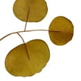 thumbnail image 2 of POINTERTECK 1pcs Artificial Eucalyptus Green Plants Table Flower Arrangement Color 8-Leaf Single Silk Fabric Simulation Eucalyptus, 2 of 12
